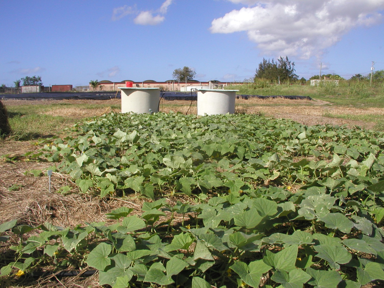 Cucumbers produced with biofloc solids incorporated into the soil